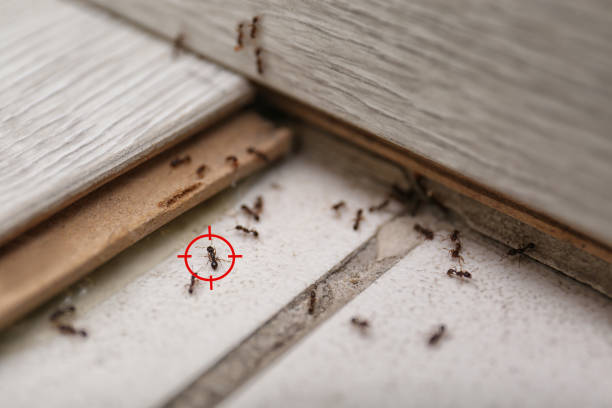 Best Cockroach Control Services  in Mford, IL