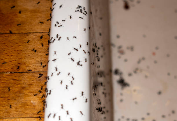 Best Affordable Pest Control Services  in Mford, IL