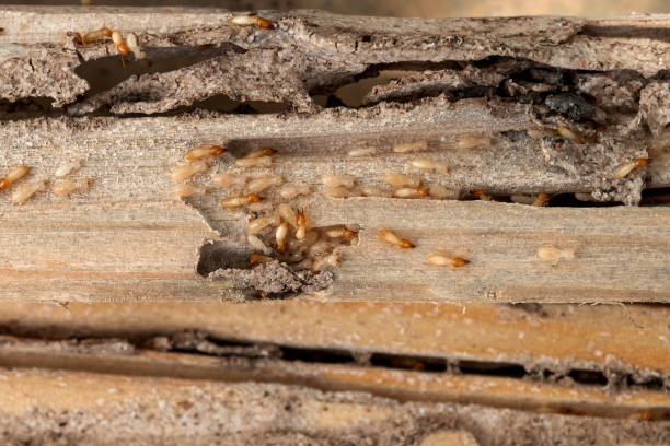 Spider Control Near Me in Milford, IL
